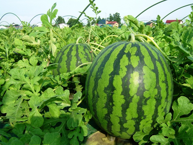 Michi-no-Eki Obanazawa